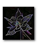 Colorado Columbine in the Mountains - Paintings  Drawings & Art ...  Note Cards