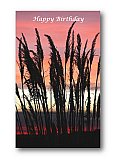 Tall grass in the early Colorado morning - Happy Days ... Greeting Cards