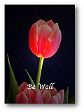 The softness of Love - Healthy Wealthy & Wise ...  Note Cards