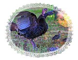 MOM Turkey protection - Happy Days ... Note Cards
